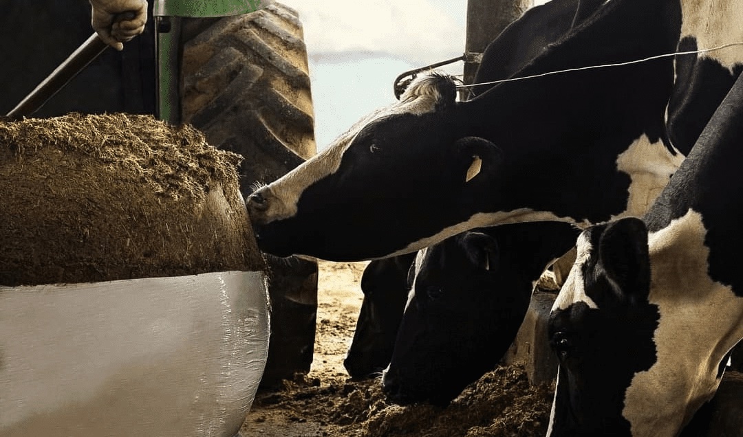 Feed for Cows